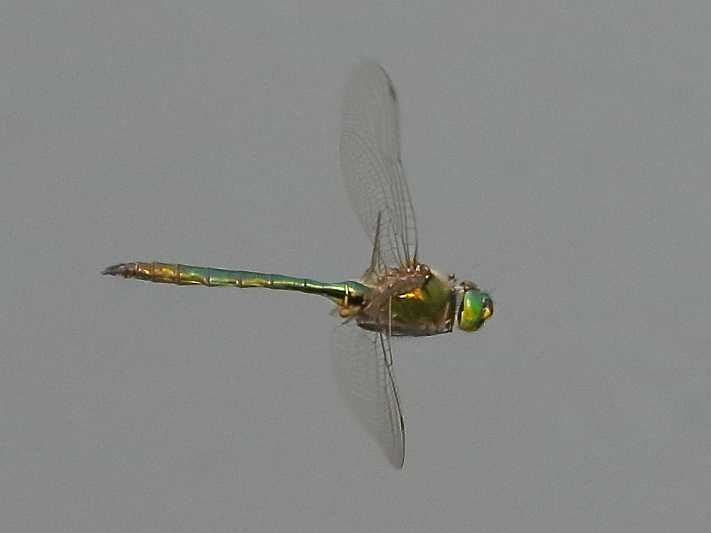 J19_0413 Somatochlora metallica, Germany.JPG